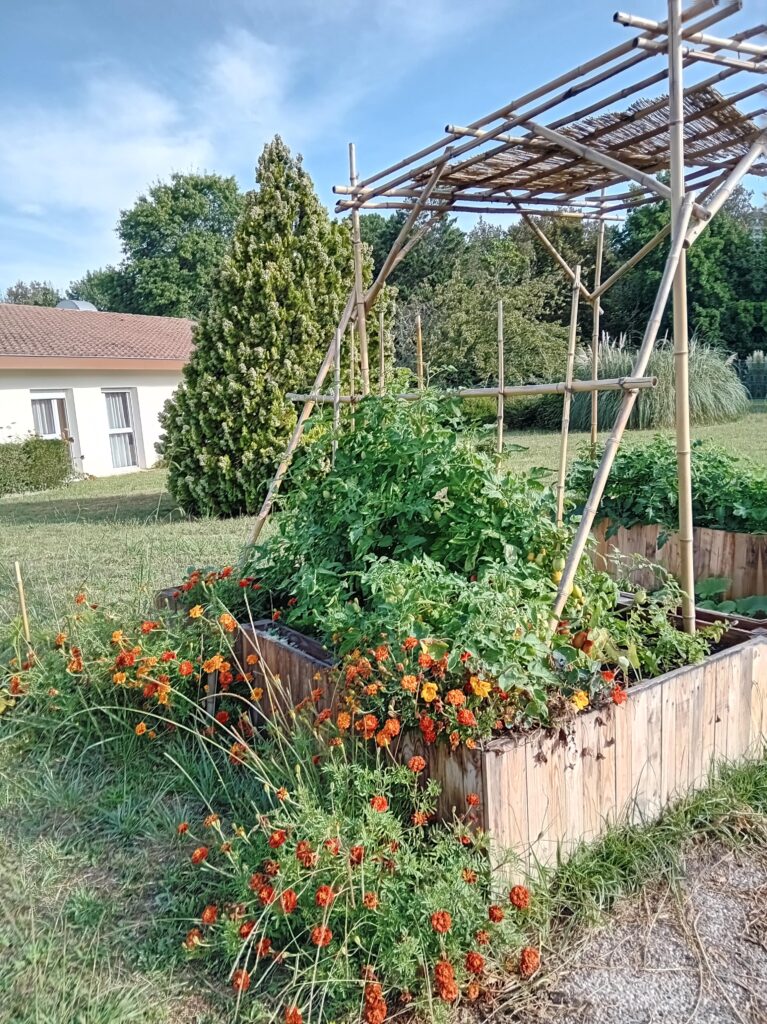 EHPAD Grignols - Aout 2024 - Premières récoltes au potager 